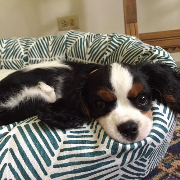 Meet your Posher, Patsy - Picture 1 of 1